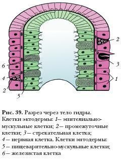 Кракен наркота что это